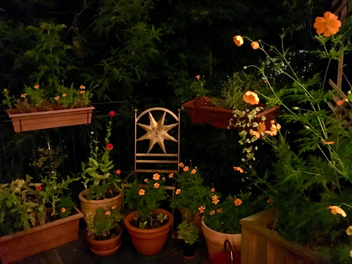 Pots of flowers lit at night
