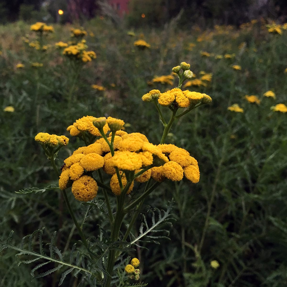 Field of yellow tansies at dusk