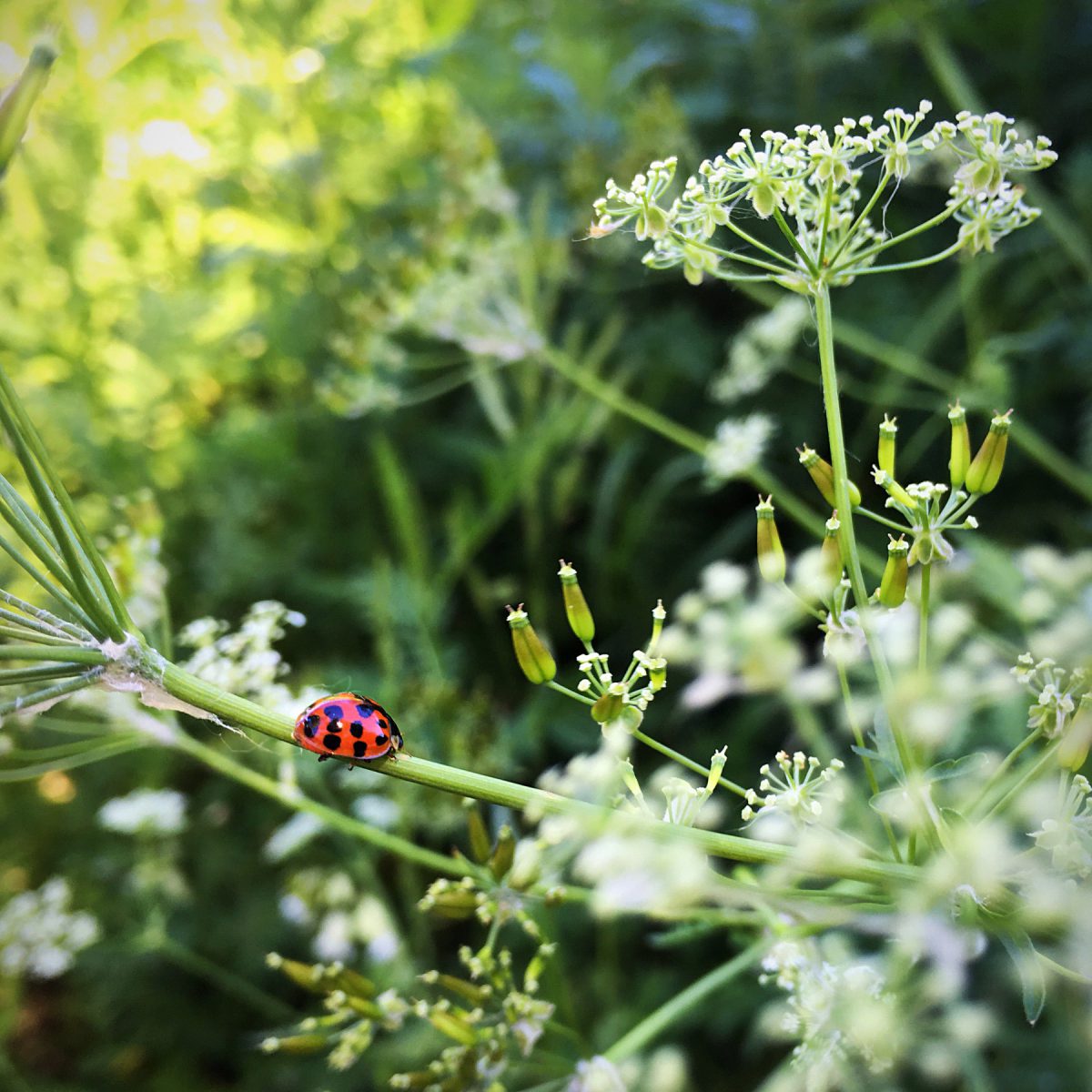 A ladybug walking along a narrow bridge of Queen Anne's lace