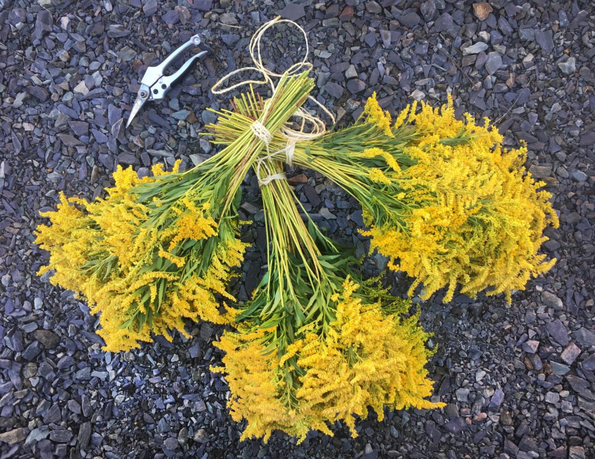 Foraged goldenrod ready to be dried