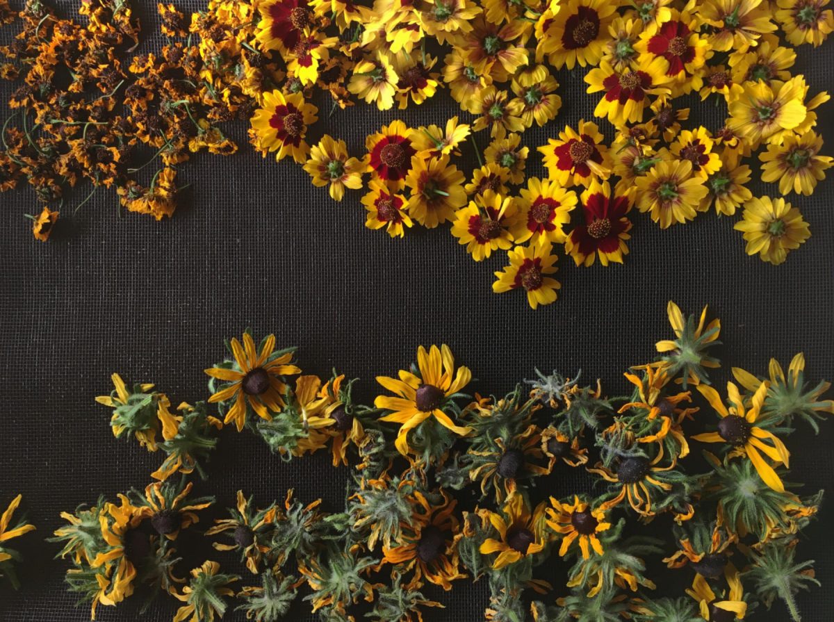 Coreopsis and rudbeckia flowers on the drying rack