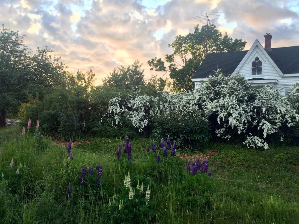 Flowering spirea shrubs and lupin flowers