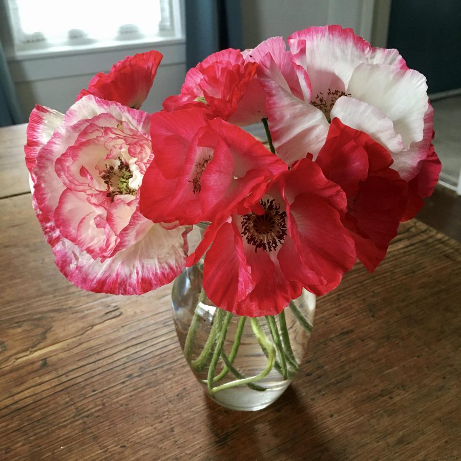 Fresh poppies on the farmhouse table