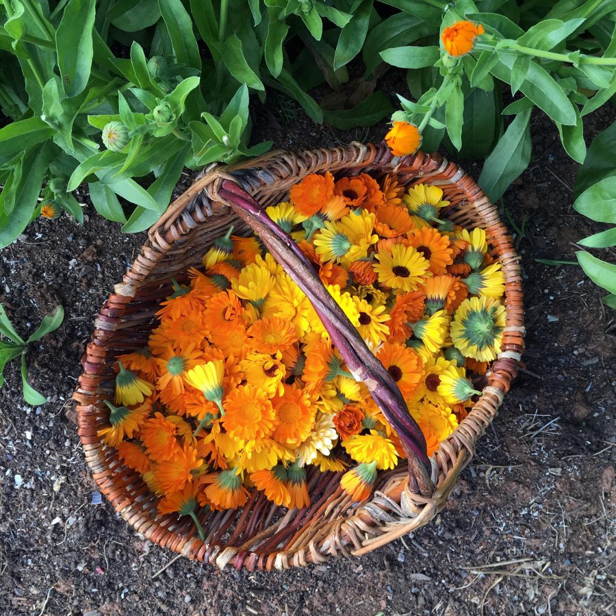 A harvest basket of calendula flowers