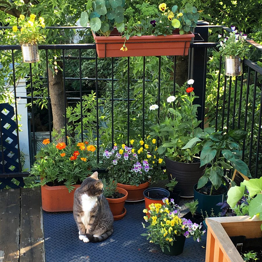 Balcony garden, potted plants, and our little cat