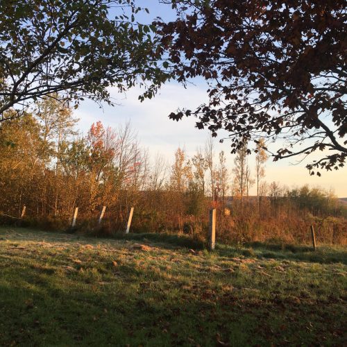 Old fence posts lit by early morning sun