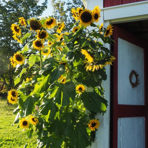 Towering Hopi sunflowers by the barn door