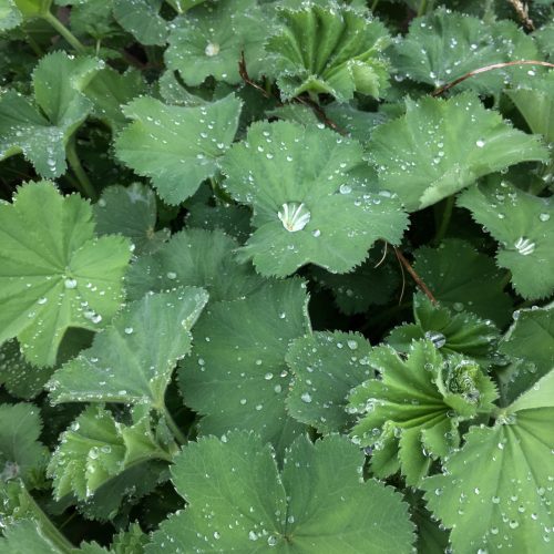 Raindrops on lady's mantle in the garden