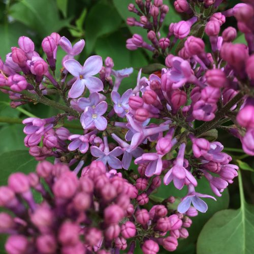 Purple lilac blossom, close-up