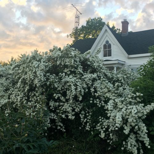 White sprays of spirea in flower