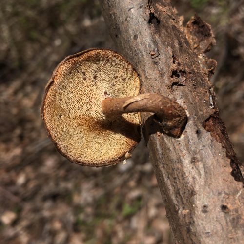 Mushroom growing on a tree in the woods