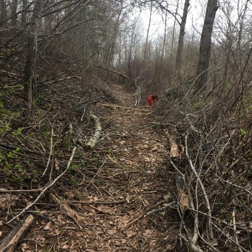 Cleared path in a bare early spring woodland