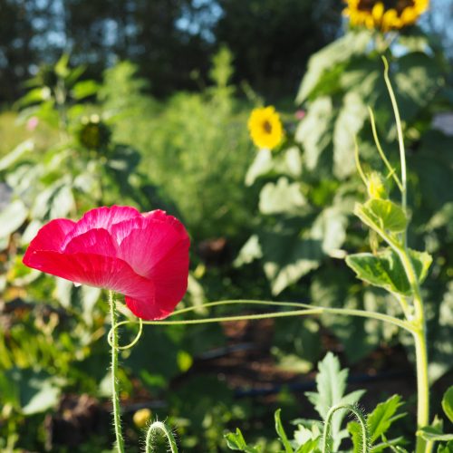 Pink poppy and squash tendrils