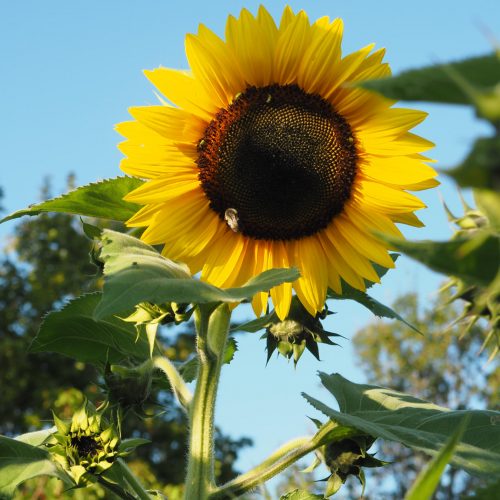 Sunflower with bees