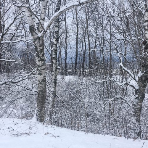 Birches with snow