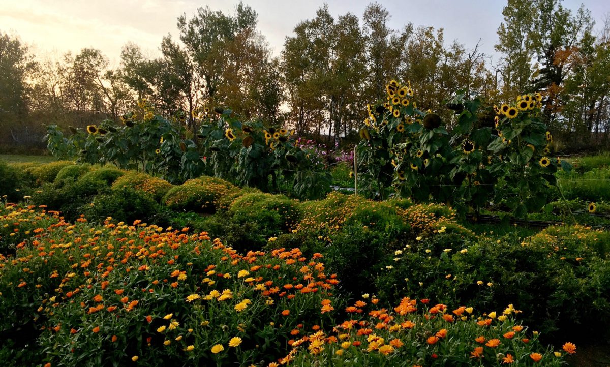 Colour crops in setting sun
