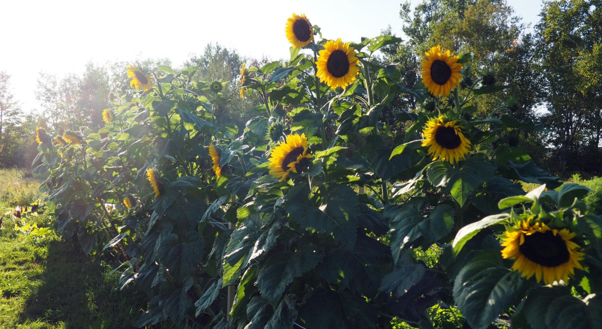 Hopi sunflowers in the late afternoon sun