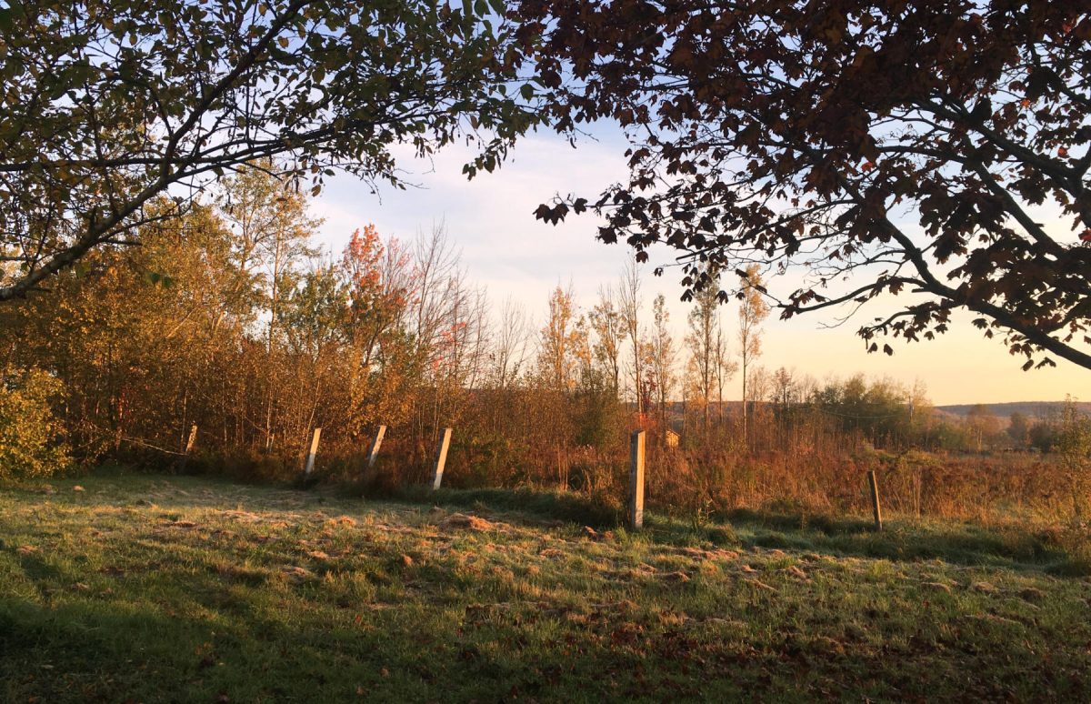 Fence posts in the late afternoon sunlight