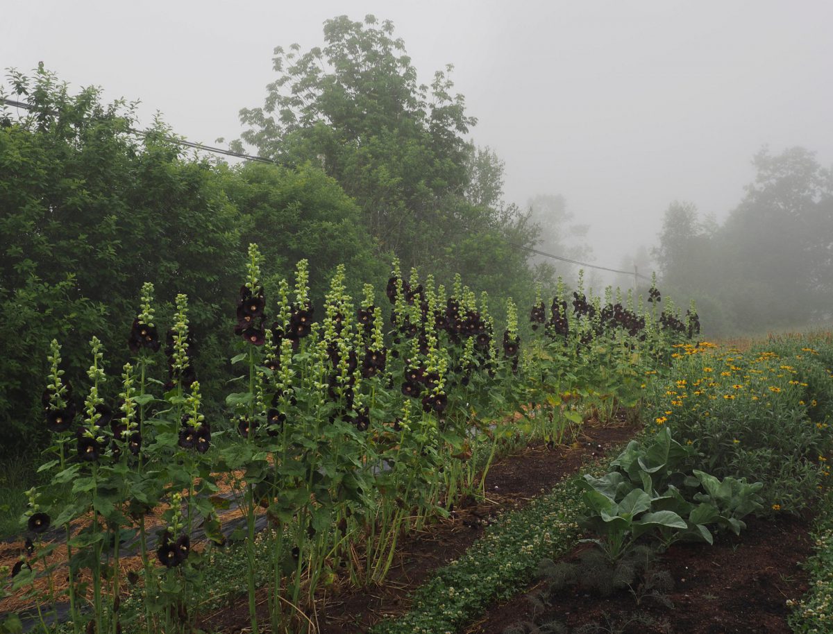 A row of Black Hollyhock in the morning fog