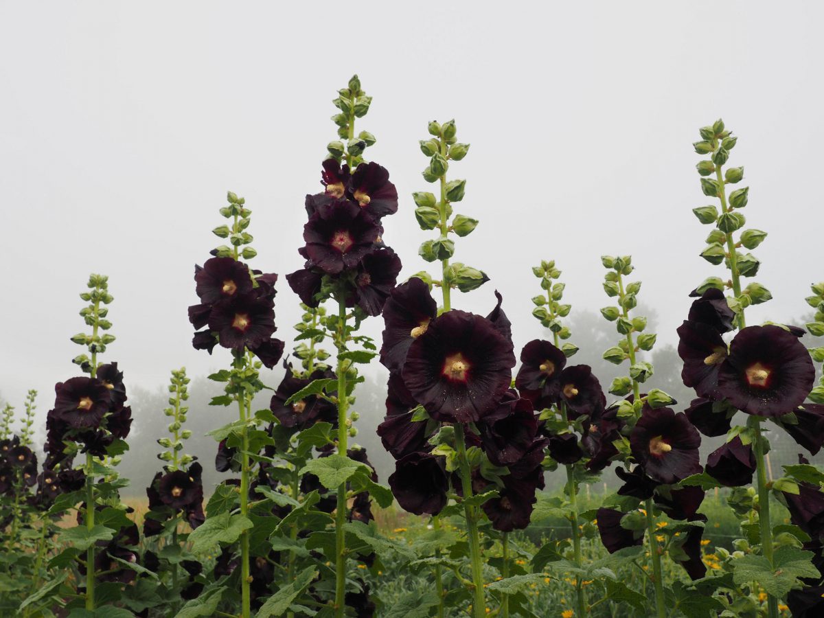 Soaring Black Hollyhock flowers ready for harvest