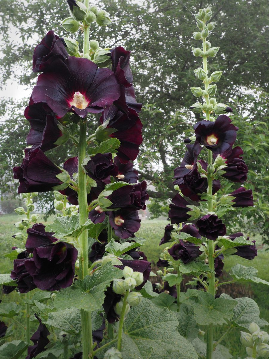 Black Hollyhock flowers at their peak