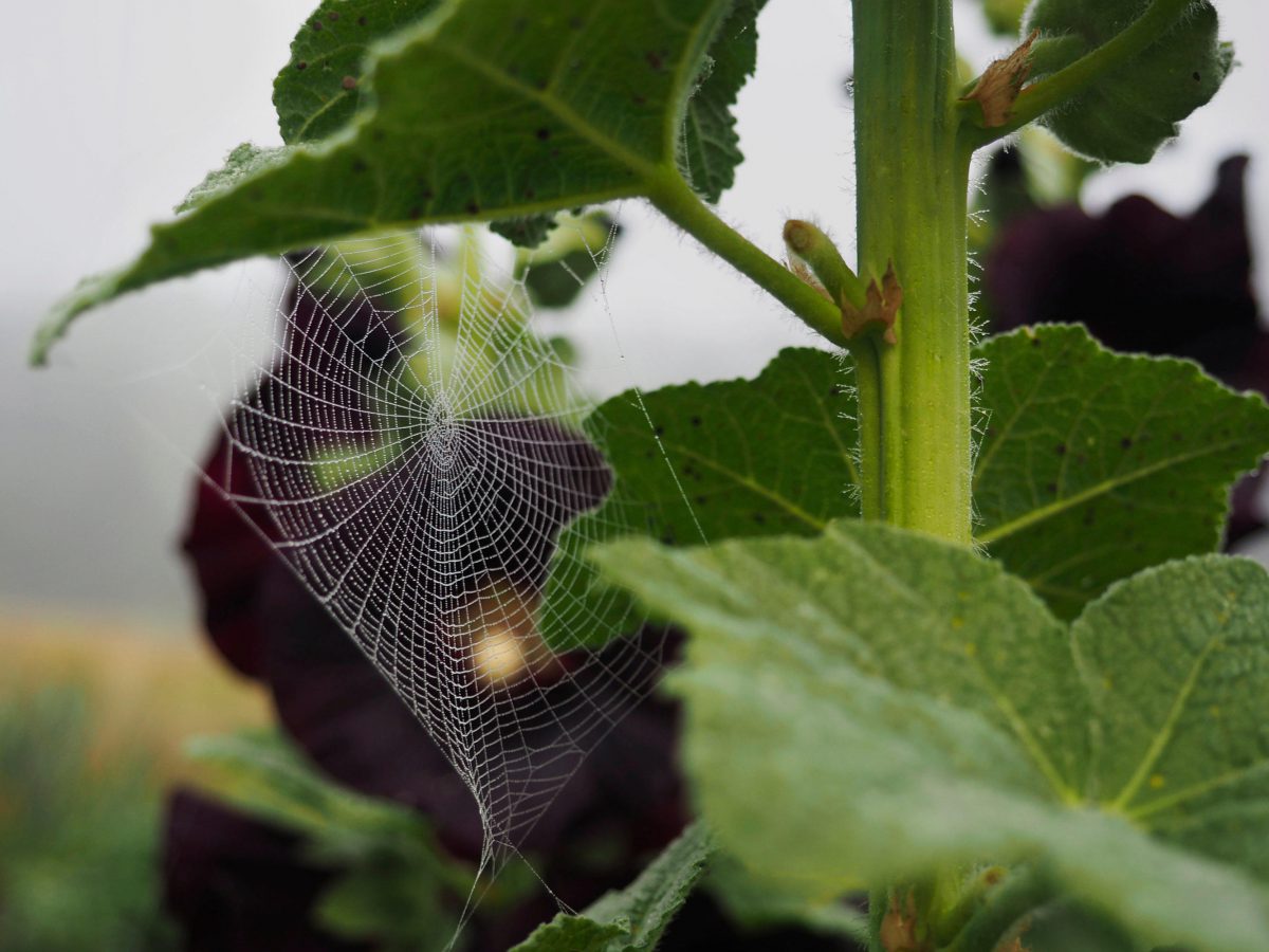 A spider's web beneath the Black Hollyhock leaves