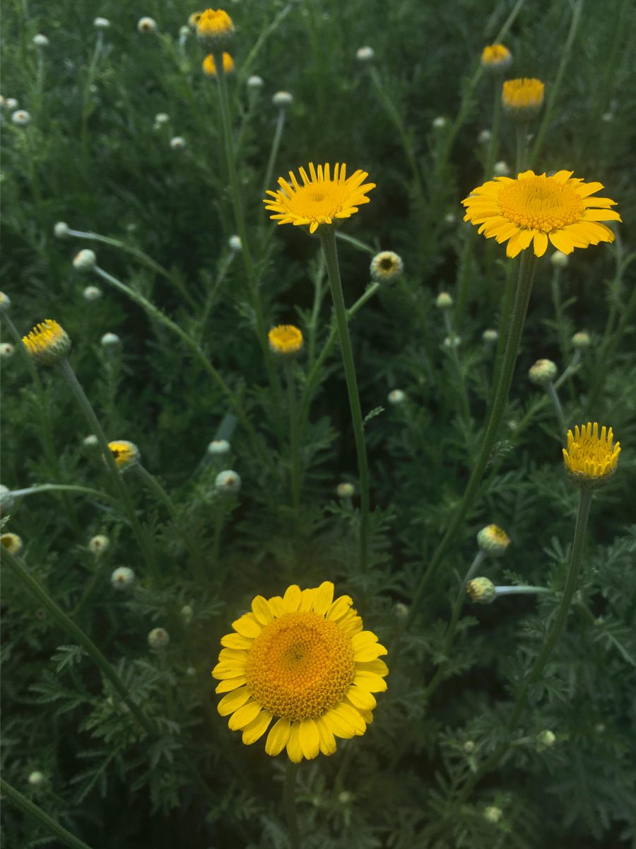 Dyer's Chamomile growing in the farm field