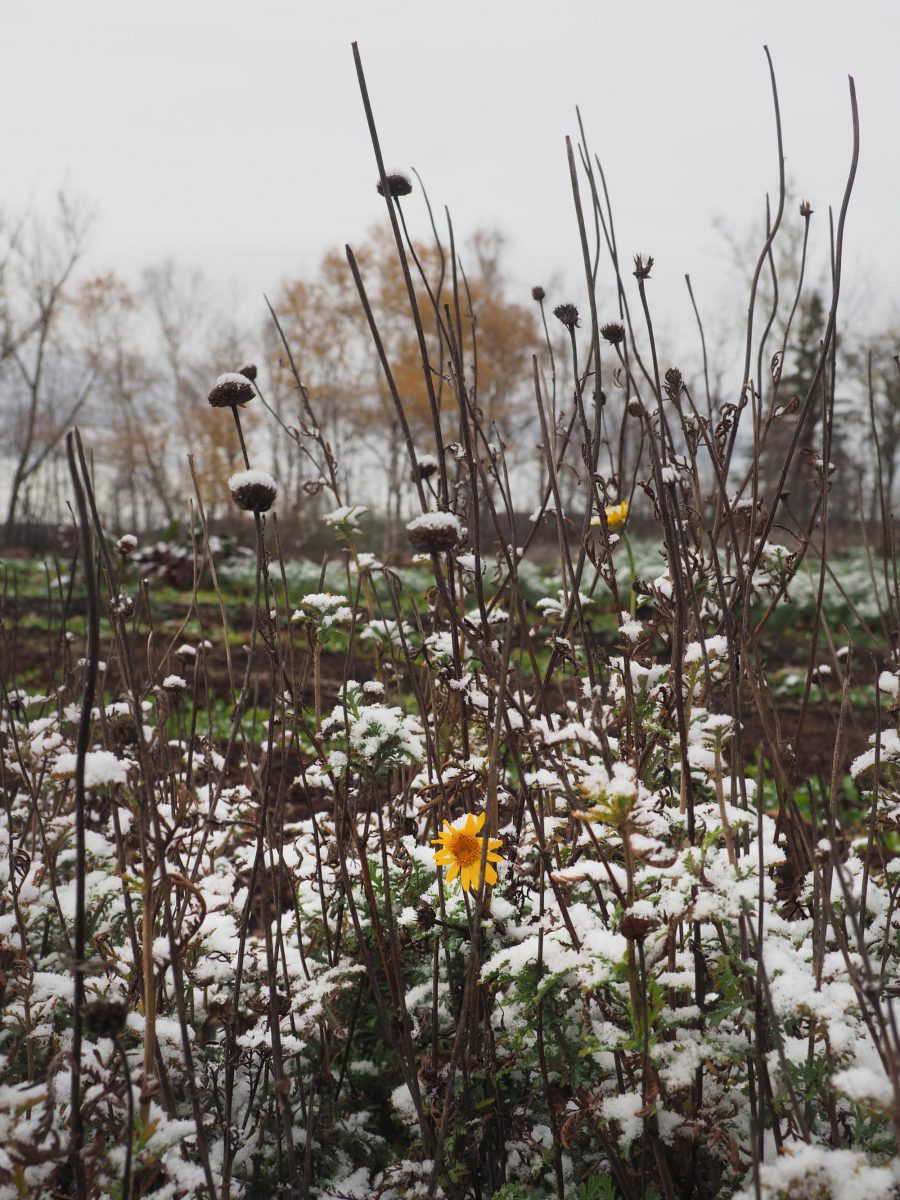 Dyer's Chamomile plants under the first snow