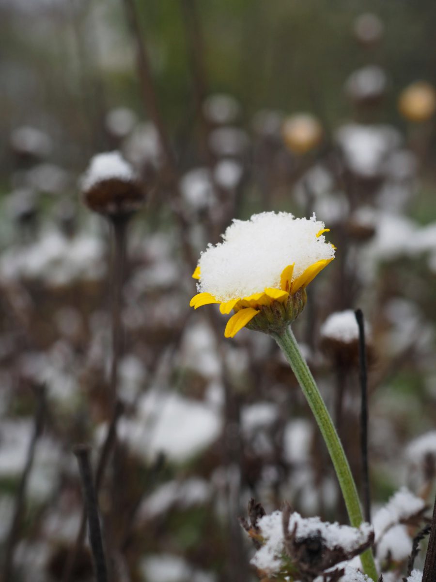 Dyer's Chamomile flower under the first snow