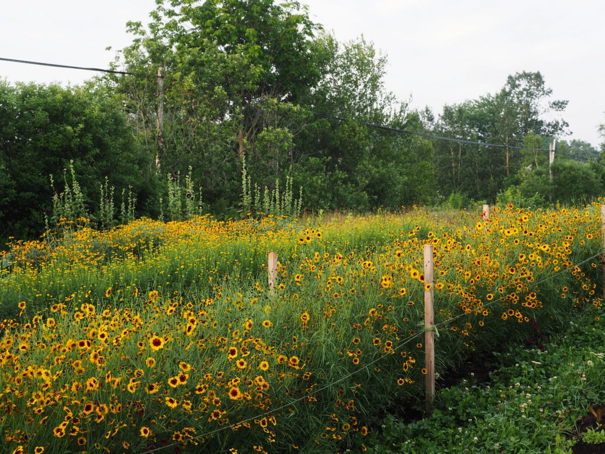 Dyer's Coreopsis growing in the farm field