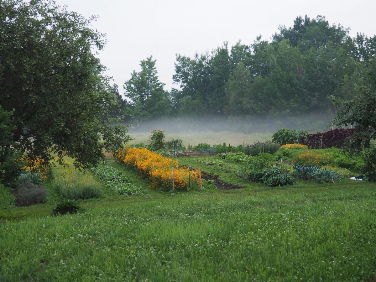 Dyer's Coreopsis growing on the farm with morning mist