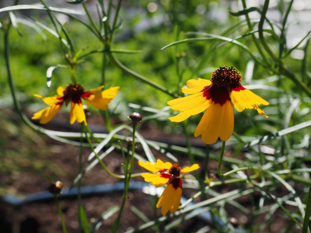 A closeup of Dyer's Coreopsis in flower