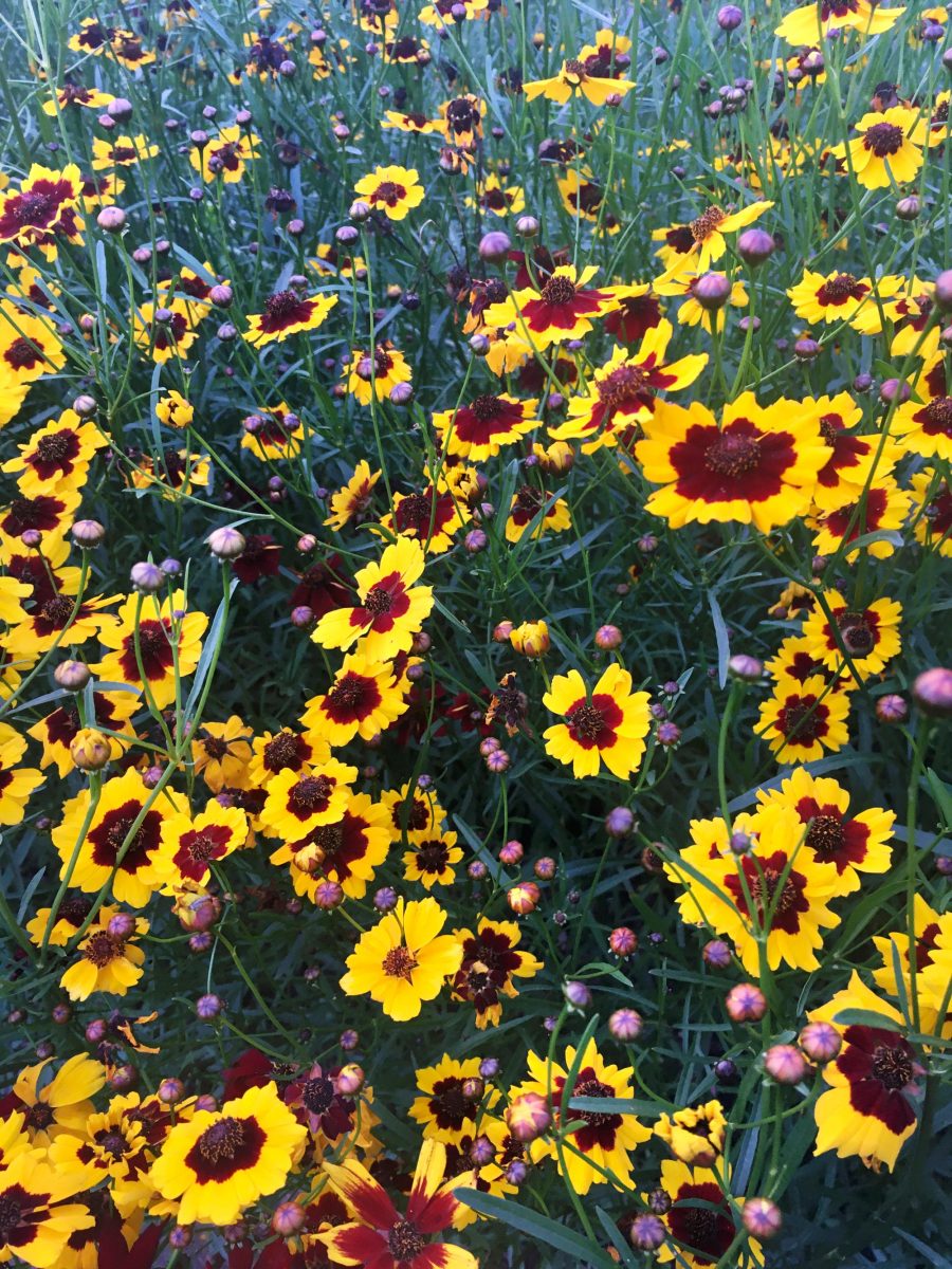 Dyer's Coreopsis flowering on the farm