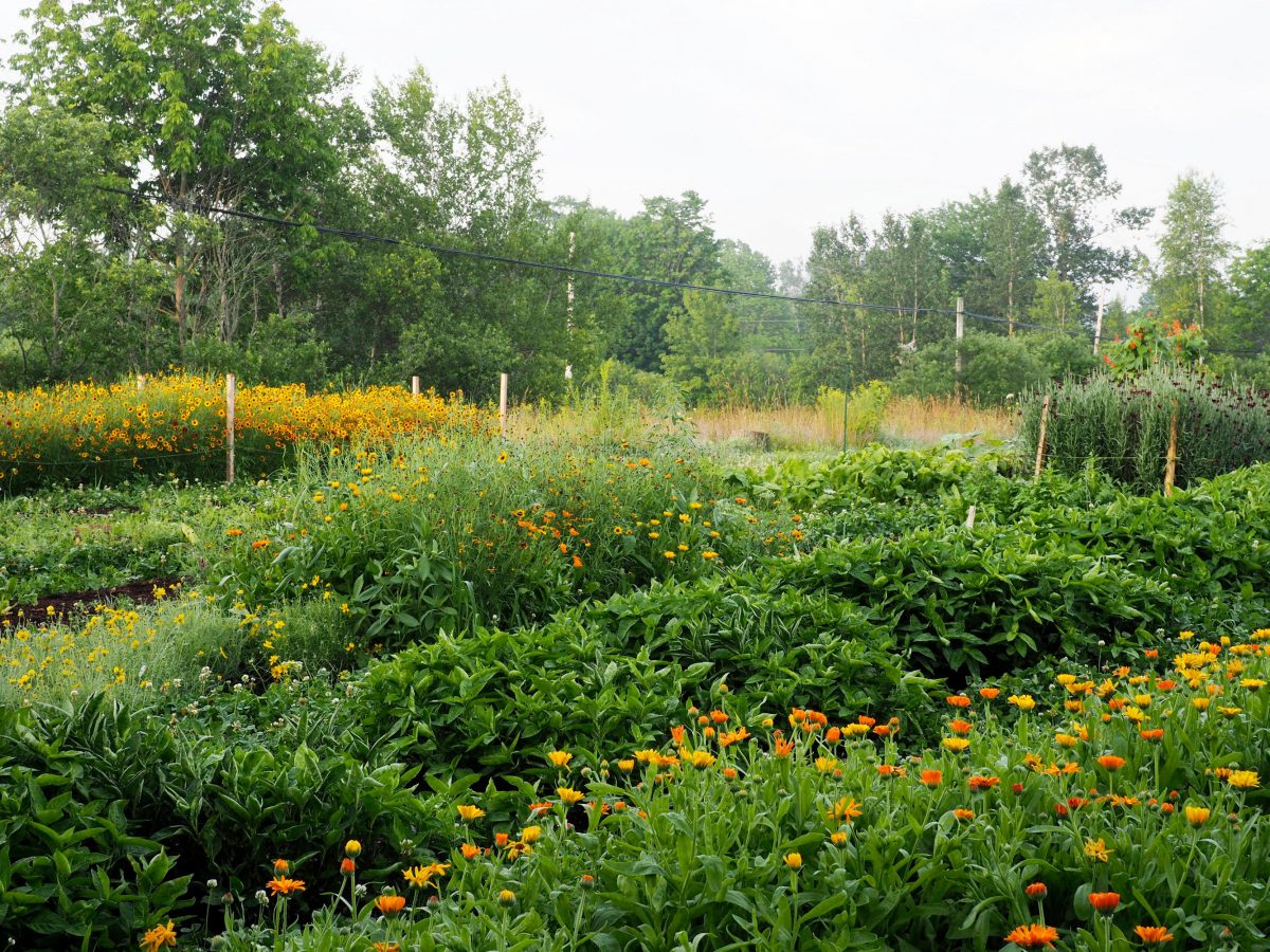 Natural dye crops growing on the farm in mid-summer