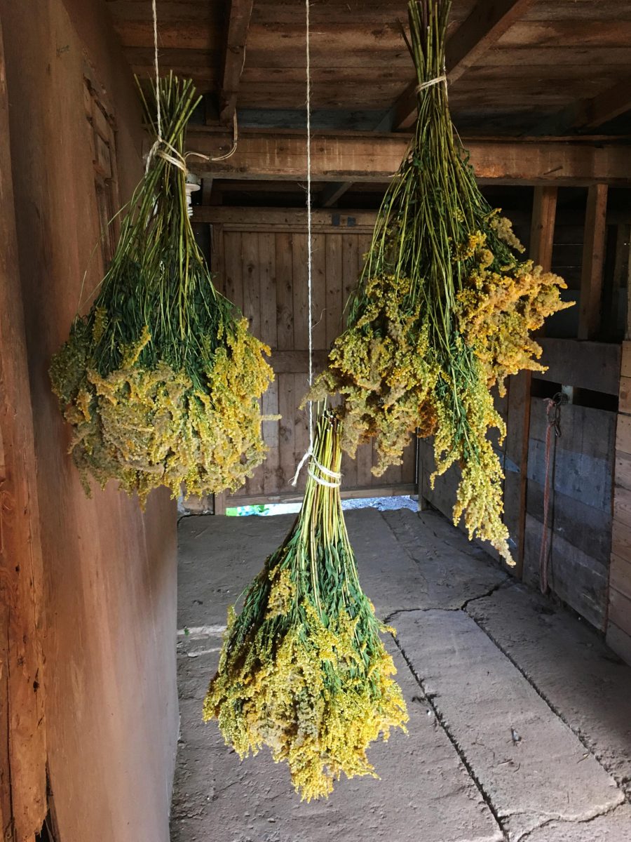 Goldenrod hanging to dry in the barn