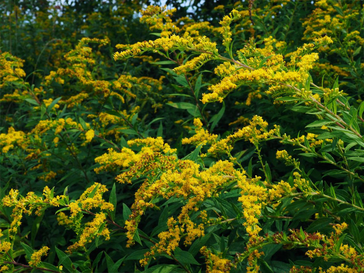 Goldenrod at the height of the season