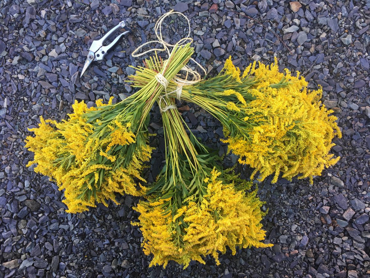 Freshly harvested Goldenrod ready to be hung in the barn to dry