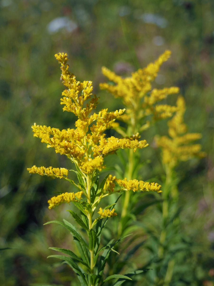 Goldenrod flowering