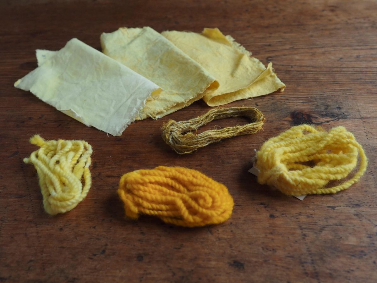 Goldenrod natural dye colour swatches