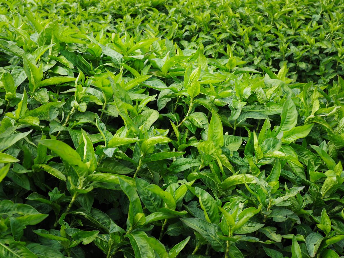 Indigo plants growing on the farm