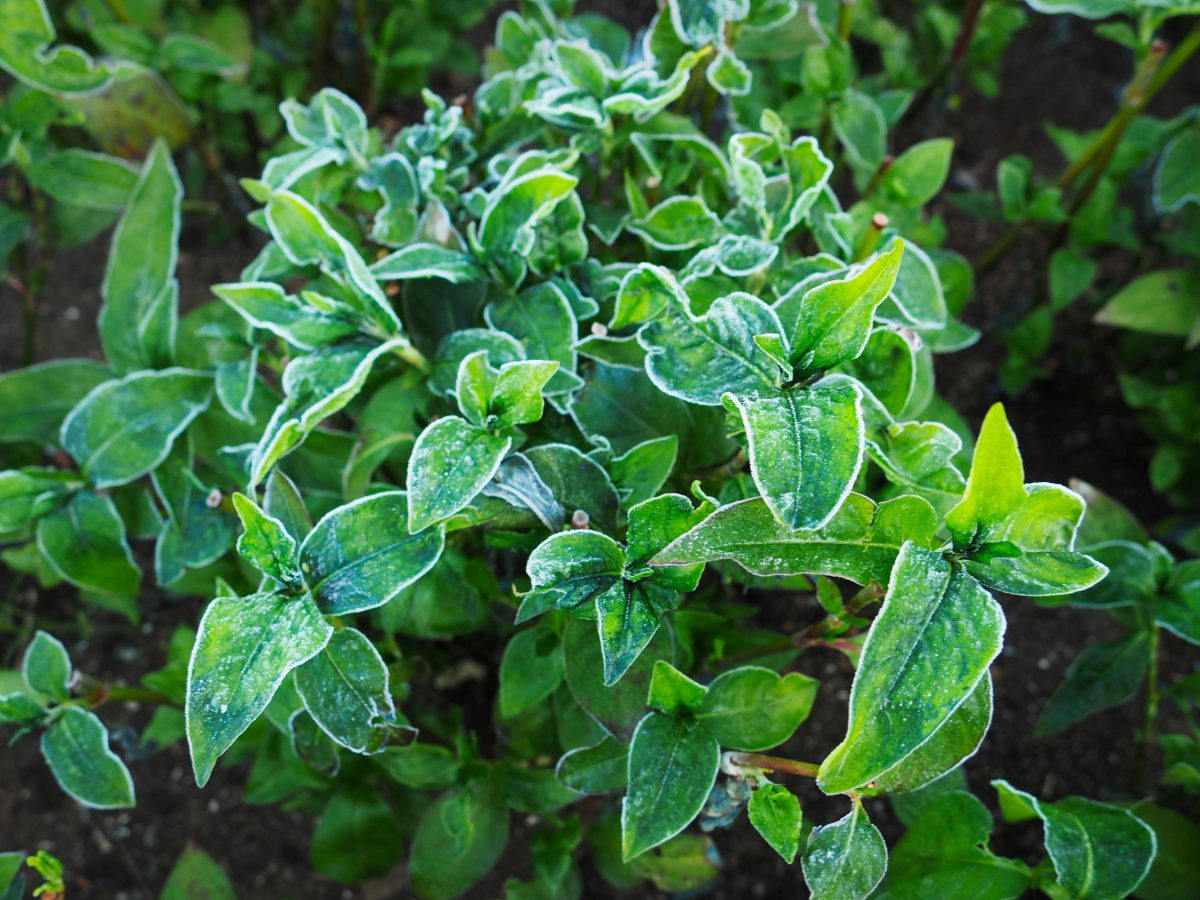 Indigo plant leaves with frost