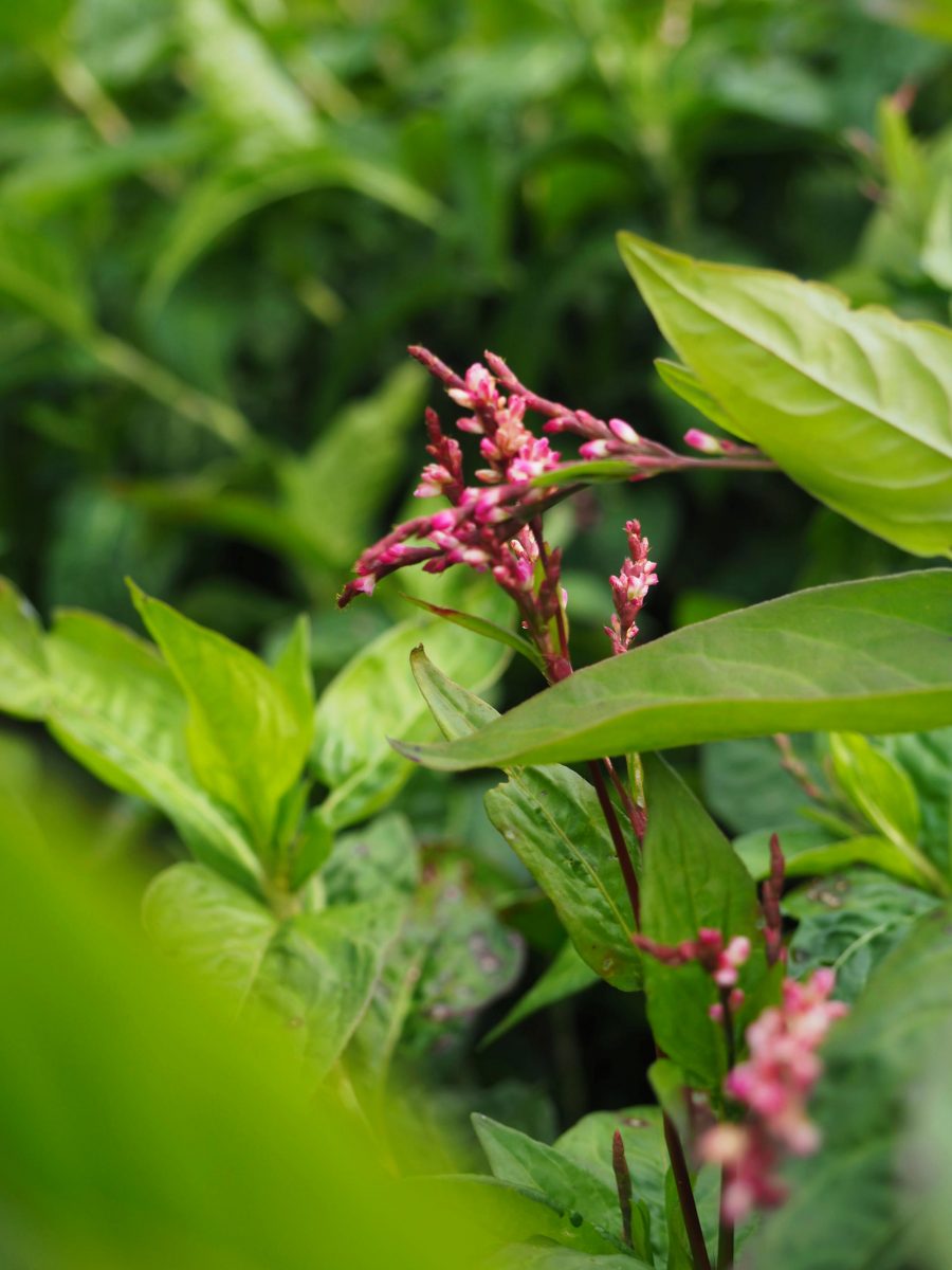 Indigo plants flowering on the farm