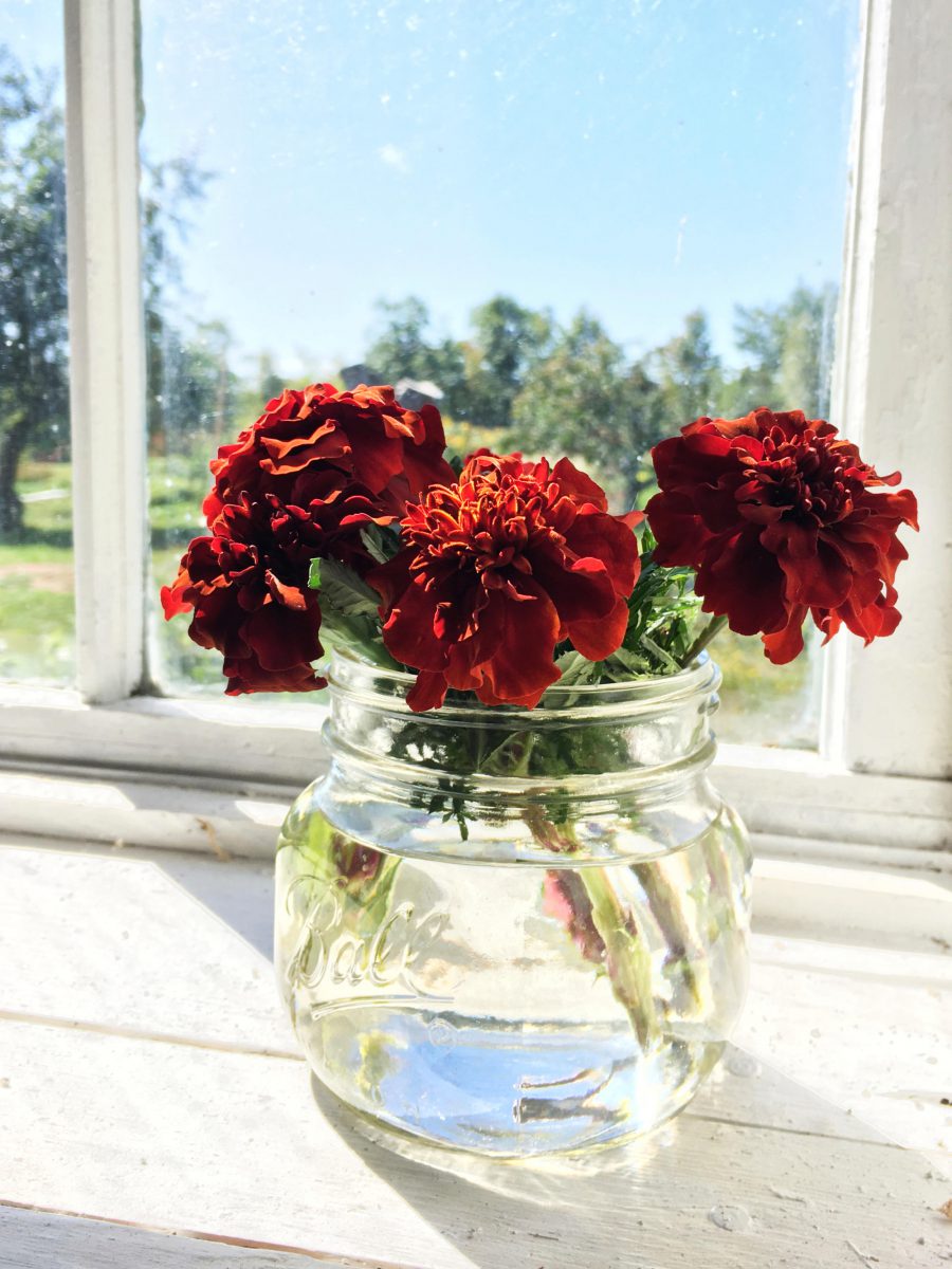 Marigolds in a vase in a barn window