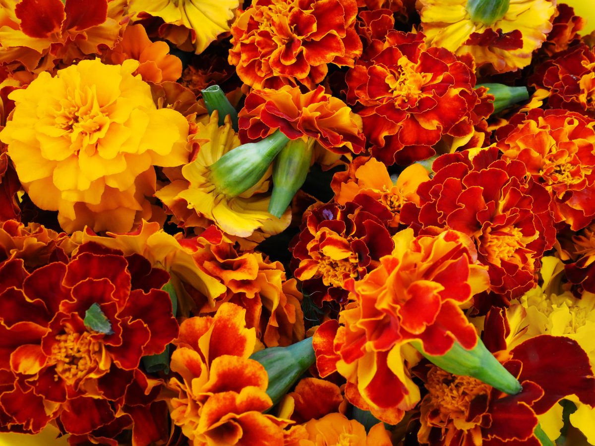 Freshly harvested Marigold flower heads