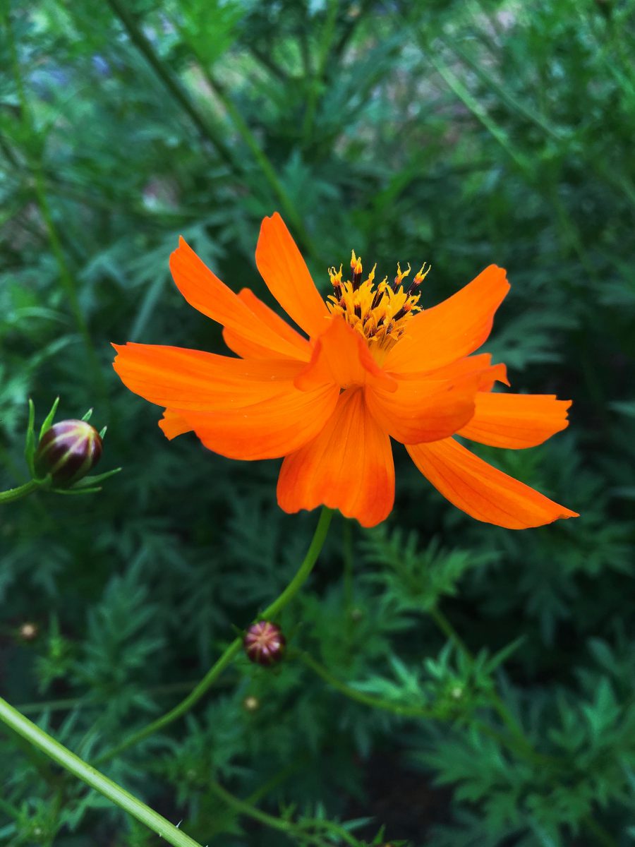 A deep orange cosmos flower