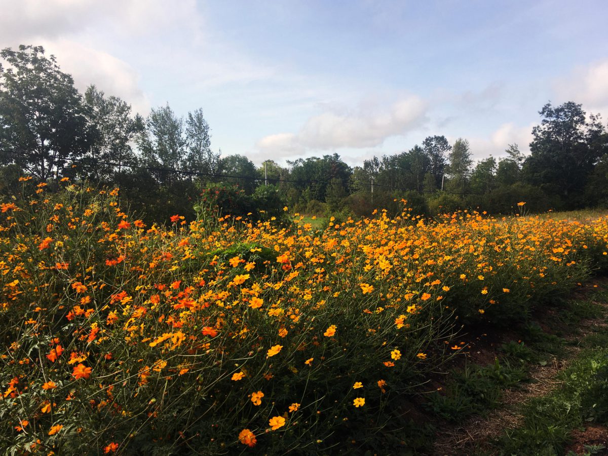 A row of Orange Cosmos growing in the field