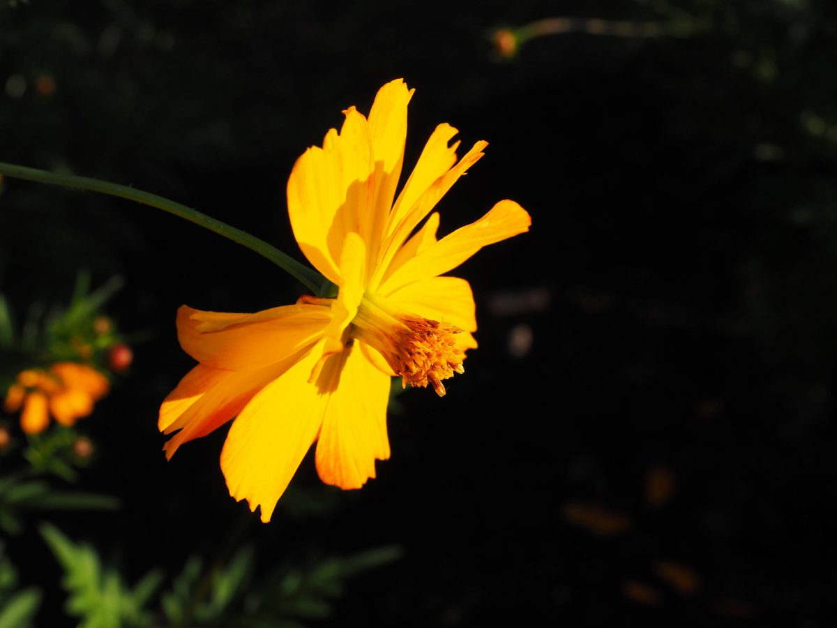 A brilliant yellow variation of orange cosmos