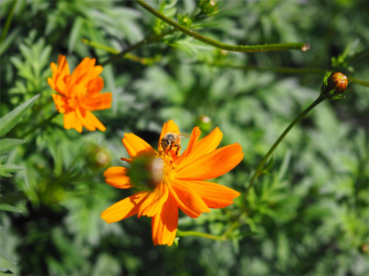 A bee enjoying the orange cosmos flowers