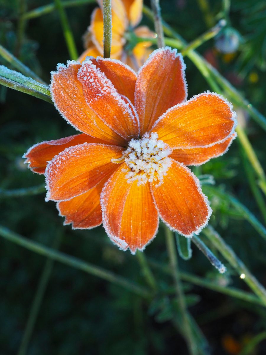 First frost on the farm