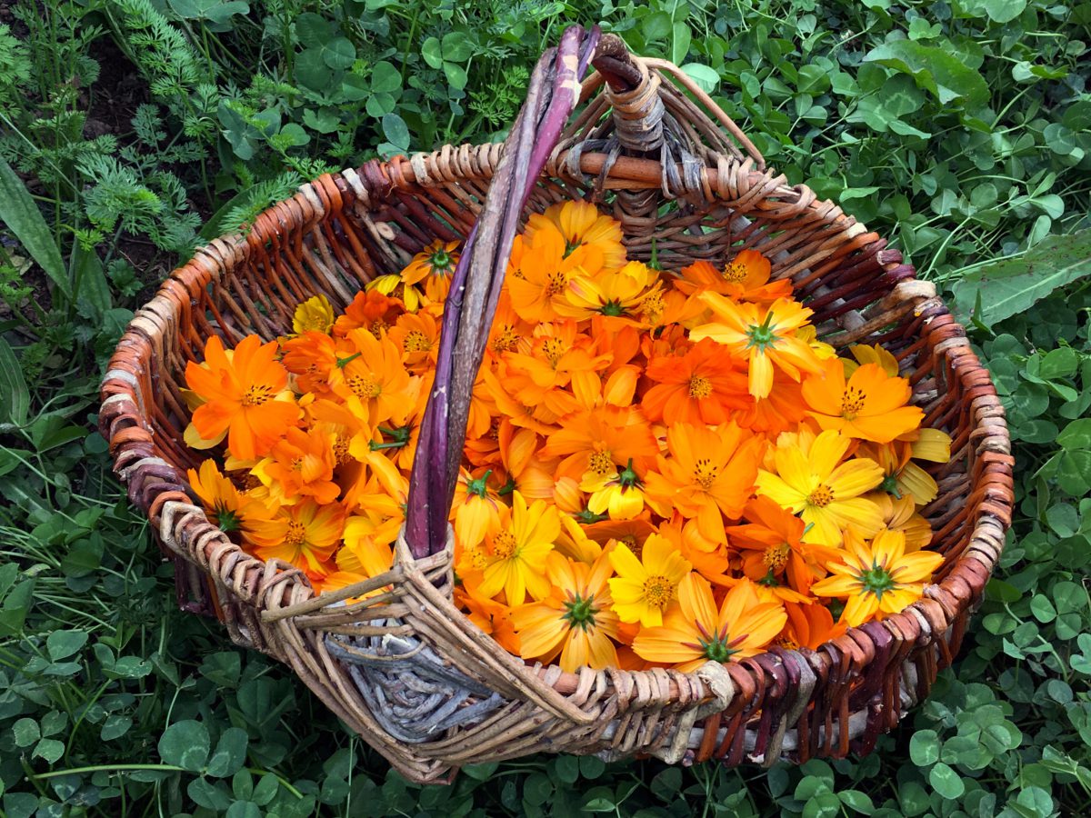 A basket of freshly harvested Orange Cosmos flowers ready to be dried